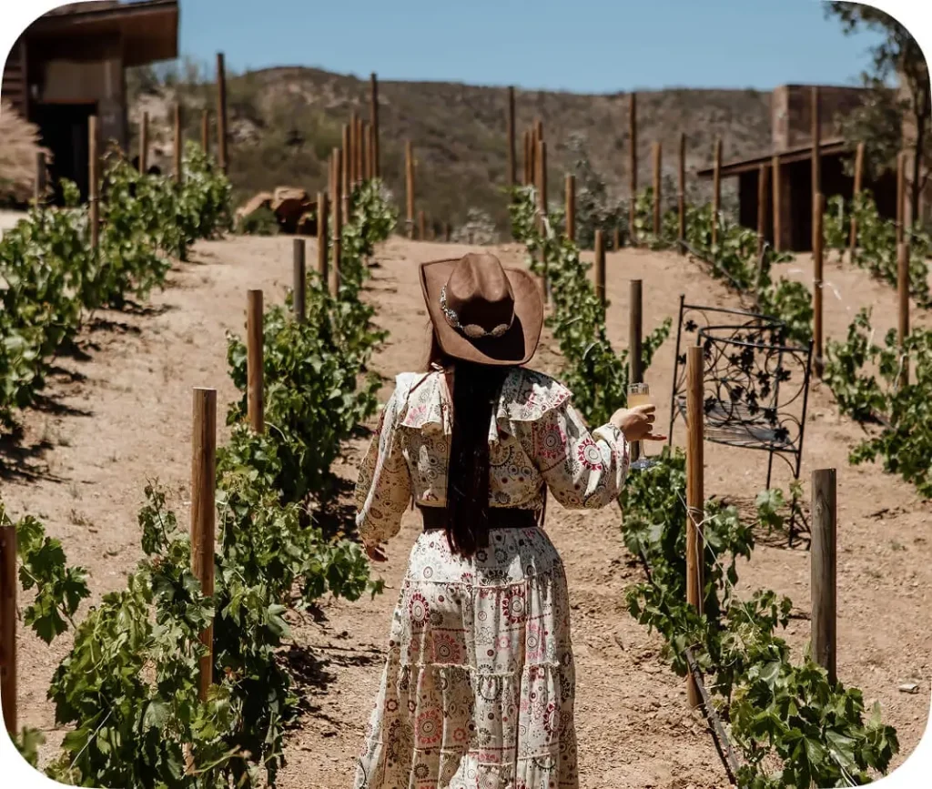 Wine tasting and curated experiences in Valle de Guadalupe Mexico